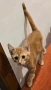 Супер котета британчета!!!, снимка 5