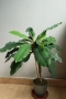 Африканска плюеща палма, Euphorbia leuconeura, 2-год. растение, снимка 1