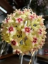 Hoya Хоя Bulusan , снимка 2