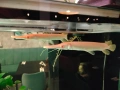 Albino Alligator Gar fish., снимка 1