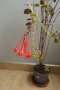 Боливийска фуксия, Fuchsia boliviana, 2-год. растение !, снимка 2