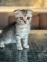 Мъжко шотландско клепоухо сребърно котенце , снимка 8