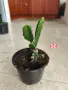 Драконов плод растение в саксия , снимка 5
