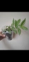 Традесканция, tradescantia albiflora albovittata, снимка 1