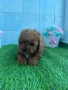 Cavapoo/Кавапу момчета, снимка 4