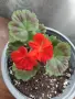Наситено червено Зонално Мушкато с декоративни листа (Pelargonium), снимка 2