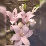 Букети от креп хартия и бонбони, снимка 9