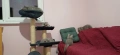 Персийски котенца, снимка 2