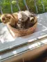 🐾 Чистокръвни котенца Scottish Fold / Scottish Straight – Golden & Silver 🐾, снимка 14