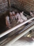 Продавам малки прасенца, снимка 3