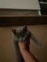 Продавам британска котка, снимка 2