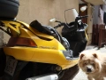 Продавам Yamaha Majesty maxi scooter., снимка 3