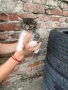 Подарявам малки котенца, снимка 3