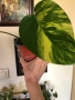 Monstera Aurea variegated , снимка 1