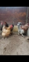 кокошки, снимка 4