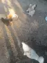 мини кокошки декорации, снимка 2