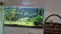 Аквариум напълно оборудван 105 литра с риби растения храна и всичко неоходимо, снимка 2