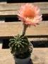 Кактус Echinopsis Hybrid цвят Salmon розово-оранжев цъфтеж, снимка 2