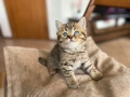 Британска късокосместа и шотландска клепоуха котка, снимка 2