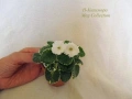 Предлагам мини сортови сентполии, снимка 3