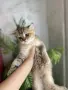 британски котенца, снимка 11