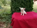 женско чихуахуа. , снимка 6