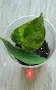 Филодендрон- Philodendron Hederaceum Variegata, снимка 5
