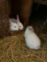 Зайчета Кръстоска , снимка 3