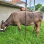 Продава се крава/бременна в 9 мес/, снимка 2