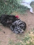 свободни джинки, снимка 3