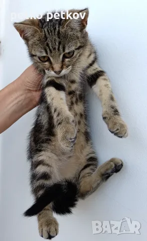 Подарявам малко котенце, снимка 2 - Други - 55412691