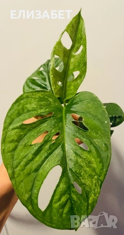 Резник monstera adanosi mint