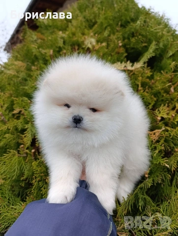 Померани, снимка 6 - Померан - 54043013