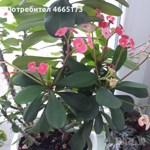 Стайно Цвете Исусов Венец червен и тъмно бял, снимка 7 - Стайни растения - 54111064