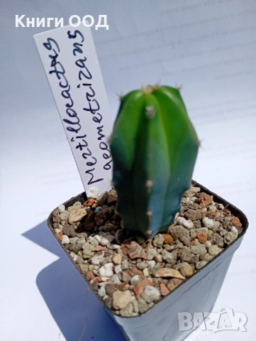 Myrtillocactus geometrizans 5.5cm €3,00