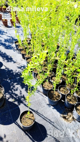 Къдрава върба ‘Тортуоса’, (Salix matsudana ‘Tortuosa’), снимка 11 - Градински цветя и растения - 53639320