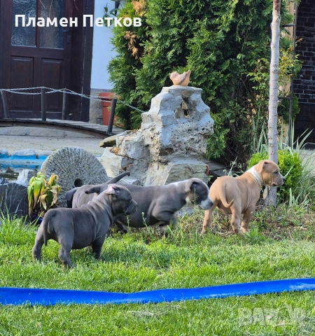 Американско були , снимка 9 - Питбул - 54315310