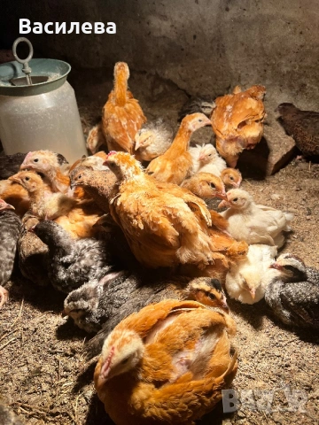 Пилета и пъдпъдъци на различна възраст, снимка 9 - Кокошки и пуйки - 54003824