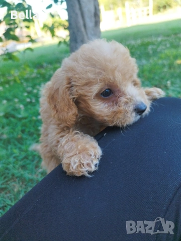 Малтипу/Maltipoo, снимка 7 - Пудели - 55166935
