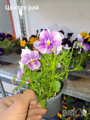 Теменужки , снимка 7 - Градински цветя и растения - 54220016