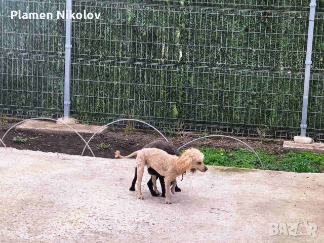 Пудел мини пудел