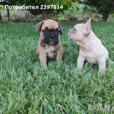 Френски булдог , снимка 13 - Френски булдог - 55008762