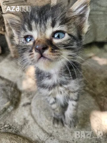 4 малки котенца, снимка 8 - Други - 55335479