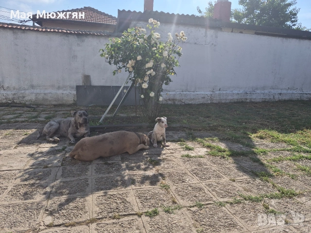 XL American bully, снимка 7 - Други - 55057160