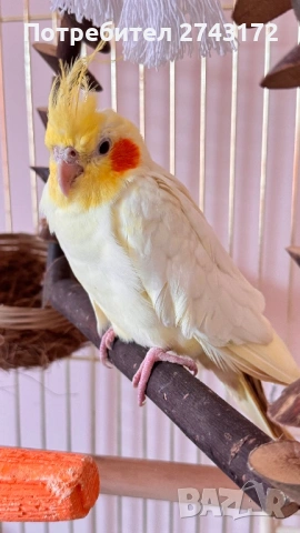 Папагали Корела с клетка 88/50, снимка 5 - Папагали - 54172632