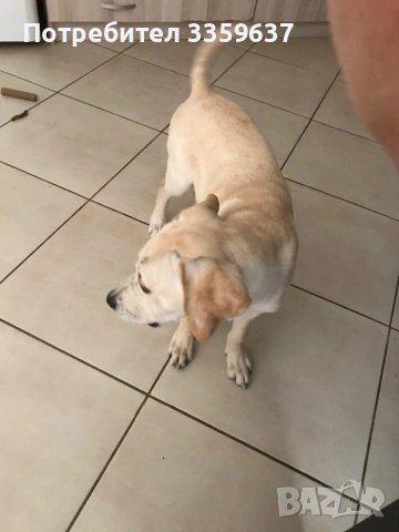 Лабрадор на 4 месеца , снимка 2 - Лабрадор ретривър - 54327140