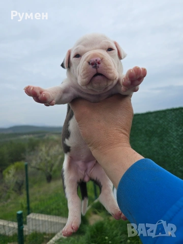 Американски стафордшир териер , снимка 14 - Американски стафордширски териер - 54059702