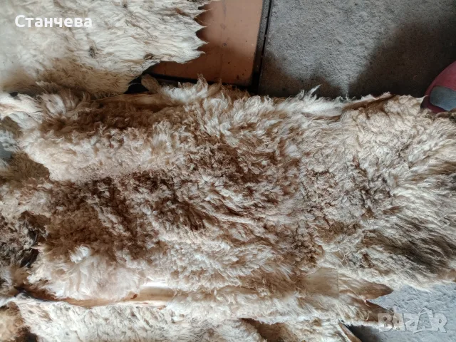 бели агнешки кожи, снимка 2 - Антикварни и старинни предмети - 55553803