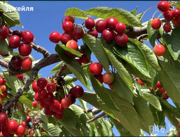 Продавам домашни череши