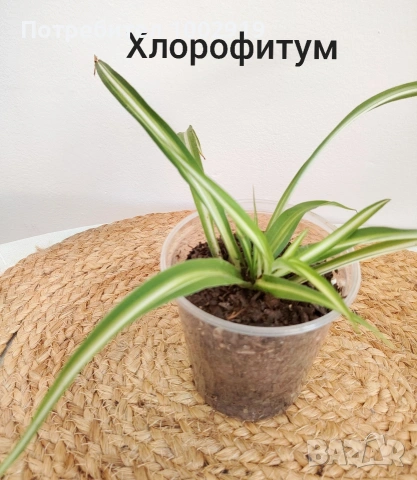 Комплект оm 12 Стайни Растения (Вкоренени), снимка 8 - Градински цветя и растения - 55222353